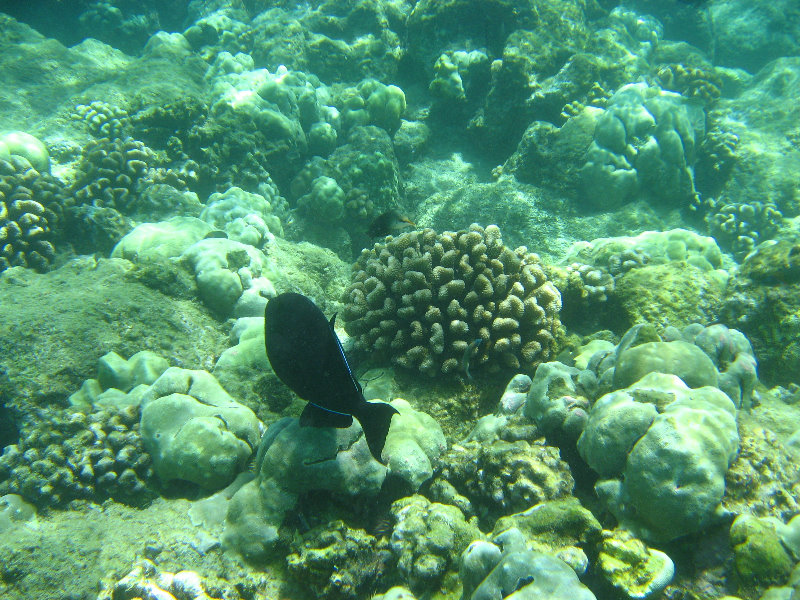 Mauna-Kea-Beach-Snorkeling-Kohala-Coast-Big-Island-Hawaii-025