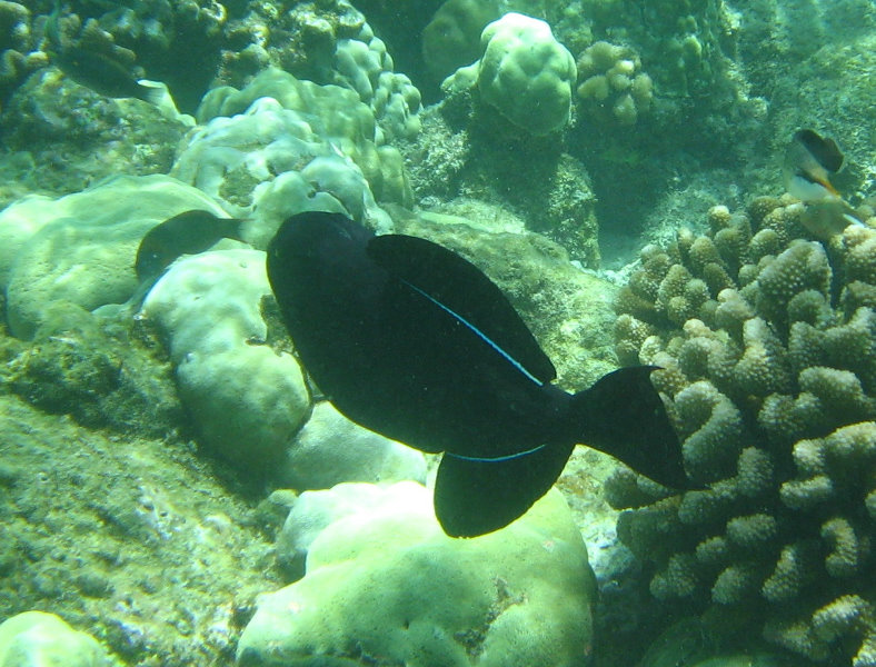 Mauna-Kea-Beach-Snorkeling-Kohala-Coast-Big-Island-Hawaii-026