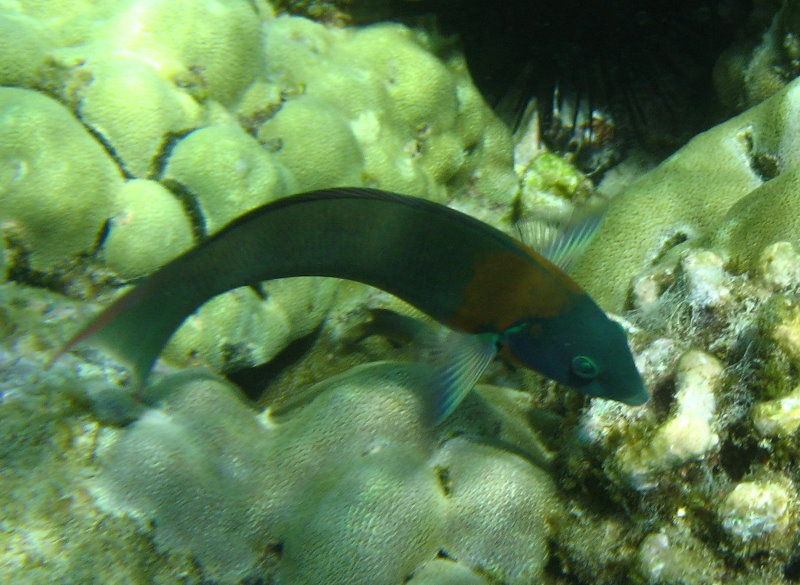 Mauna-Kea-Beach-Snorkeling-Kohala-Coast-Big-Island-Hawaii-027