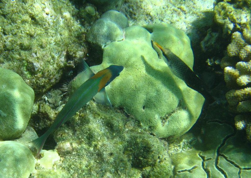 Mauna-Kea-Beach-Snorkeling-Kohala-Coast-Big-Island-Hawaii-028