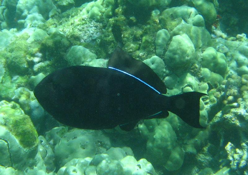 Mauna-Kea-Beach-Snorkeling-Kohala-Coast-Big-Island-Hawaii-029