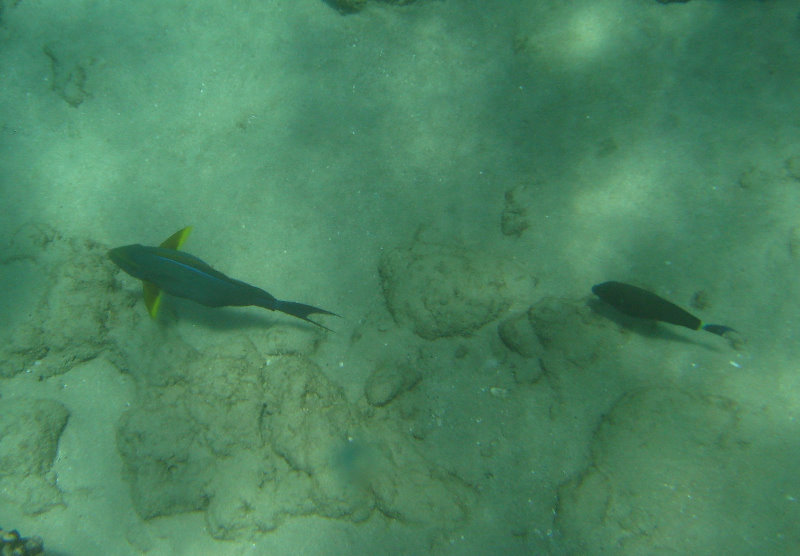 Mauna-Kea-Beach-Snorkeling-Kohala-Coast-Big-Island-Hawaii-030