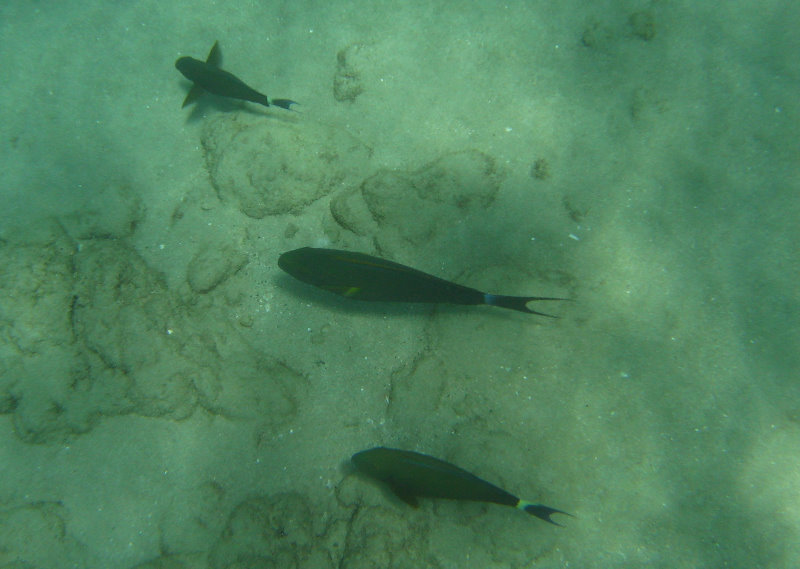 Mauna-Kea-Beach-Snorkeling-Kohala-Coast-Big-Island-Hawaii-031