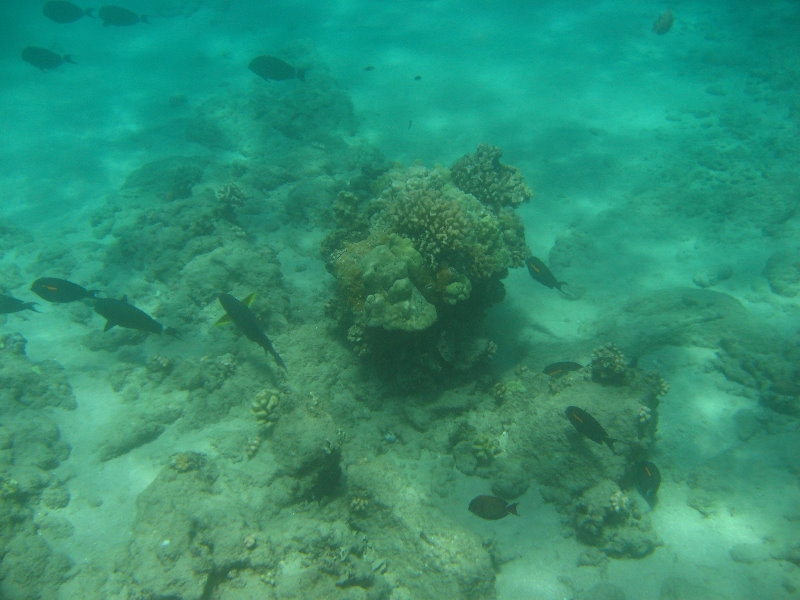 Mauna-Kea-Beach-Snorkeling-Kohala-Coast-Big-Island-Hawaii-032