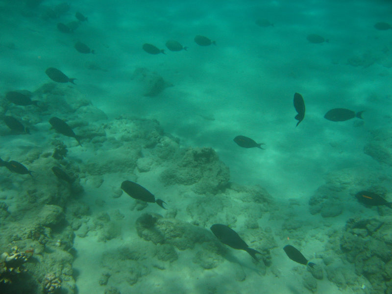 Mauna-Kea-Beach-Snorkeling-Kohala-Coast-Big-Island-Hawaii-033