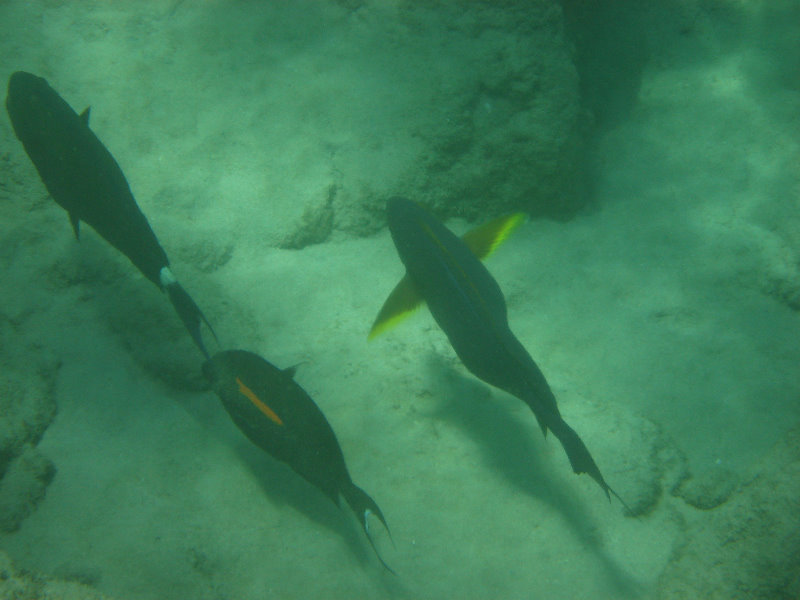 Mauna-Kea-Beach-Snorkeling-Kohala-Coast-Big-Island-Hawaii-034