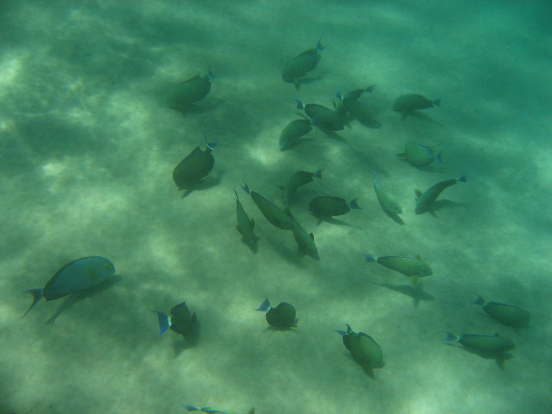 Mauna-Kea-Beach-Snorkeling-Kohala-Coast-Big-Island-Hawaii-035
