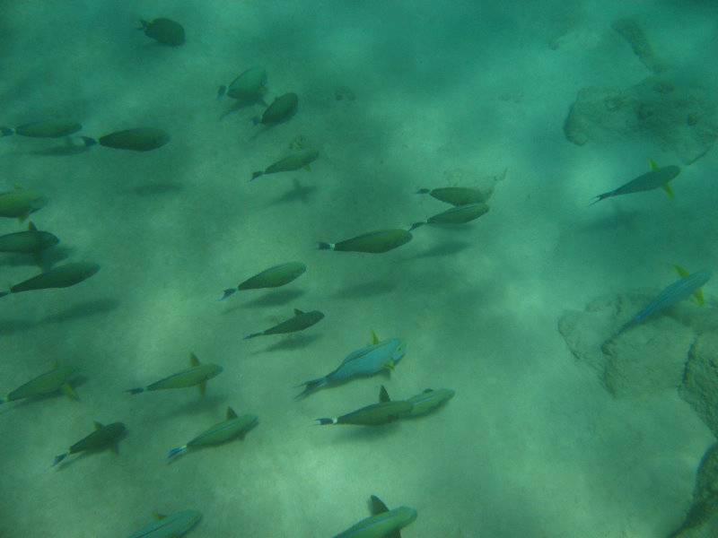 Mauna-Kea-Beach-Snorkeling-Kohala-Coast-Big-Island-Hawaii-036