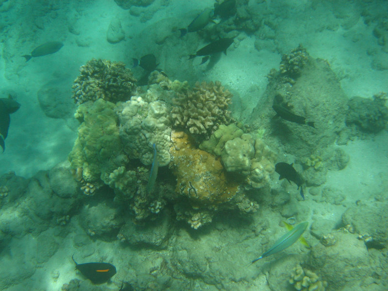 Mauna-Kea-Beach-Snorkeling-Kohala-Coast-Big-Island-Hawaii-037