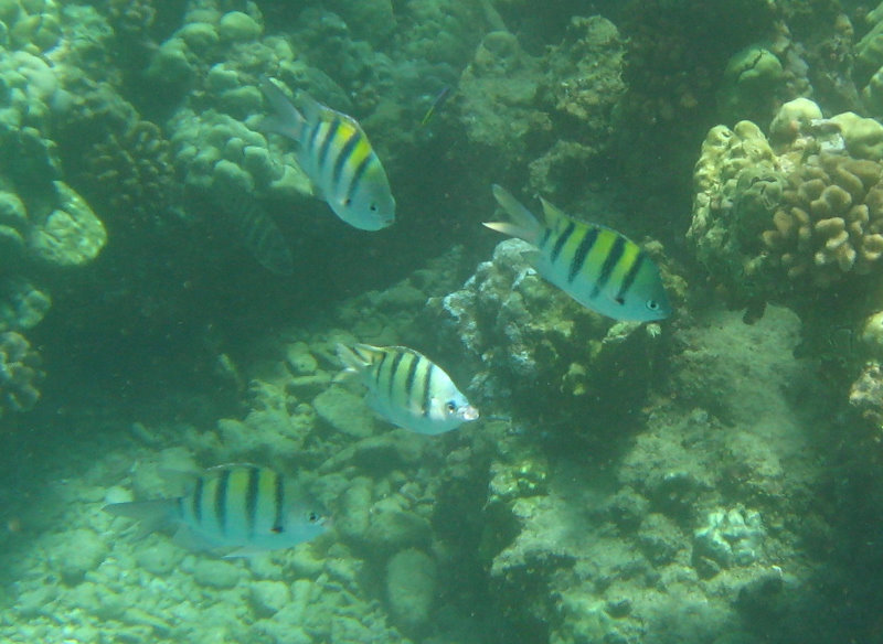 Mauna-Kea-Beach-Snorkeling-Kohala-Coast-Big-Island-Hawaii-038