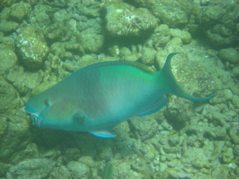 Mauna-Kea-Beach-Snorkeling-Kohala-Coast-Big-Island-Hawaii-039