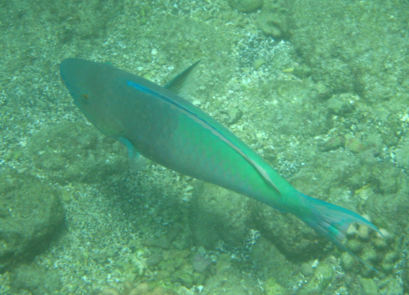 Mauna-Kea-Beach-Snorkeling-Kohala-Coast-Big-Island-Hawaii-040