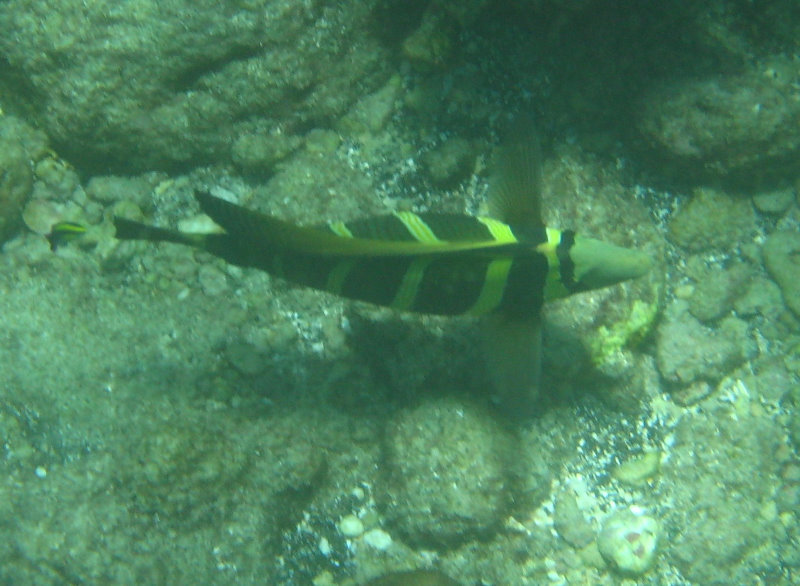 Mauna-Kea-Beach-Snorkeling-Kohala-Coast-Big-Island-Hawaii-041