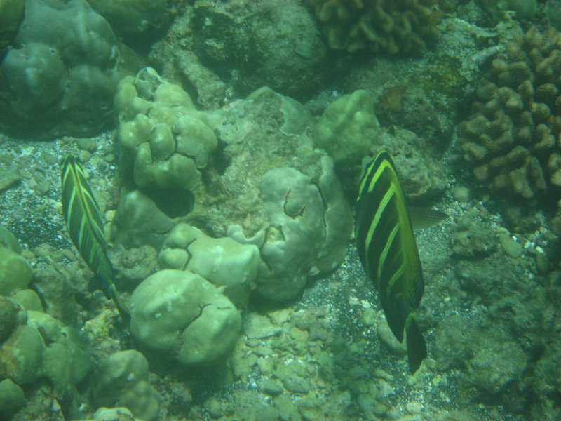 Mauna-Kea-Beach-Snorkeling-Kohala-Coast-Big-Island-Hawaii-042