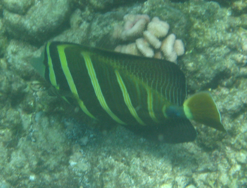 Mauna-Kea-Beach-Snorkeling-Kohala-Coast-Big-Island-Hawaii-043