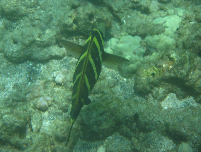 Mauna-Kea-Beach-Snorkeling-Kohala-Coast-Big-Island-Hawaii-044