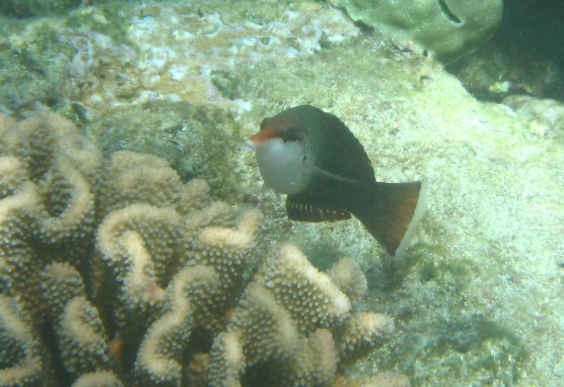 Mauna-Kea-Beach-Snorkeling-Kohala-Coast-Big-Island-Hawaii-045