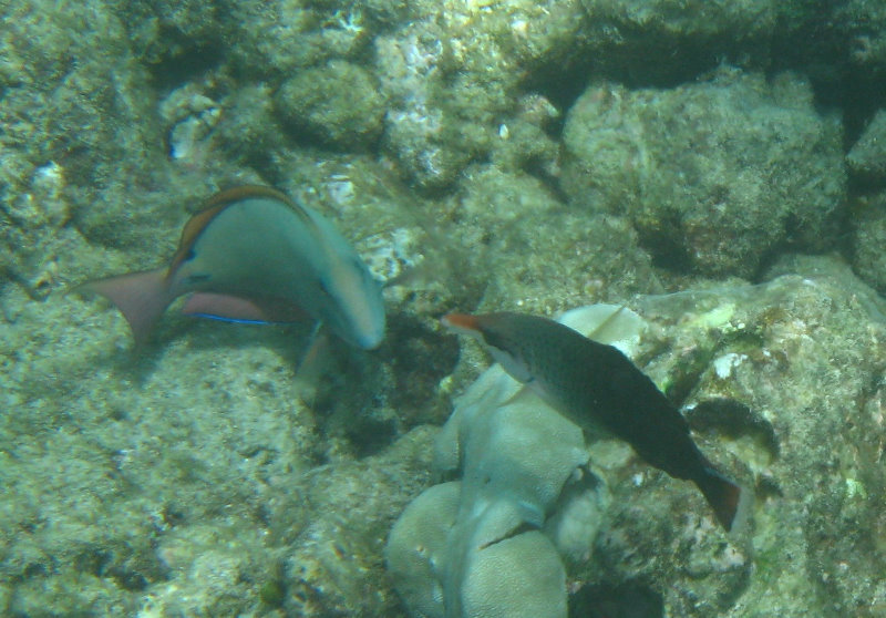 Mauna-Kea-Beach-Snorkeling-Kohala-Coast-Big-Island-Hawaii-046