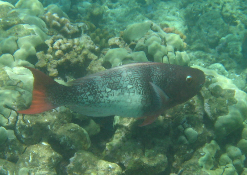 Mauna-Kea-Beach-Snorkeling-Kohala-Coast-Big-Island-Hawaii-047