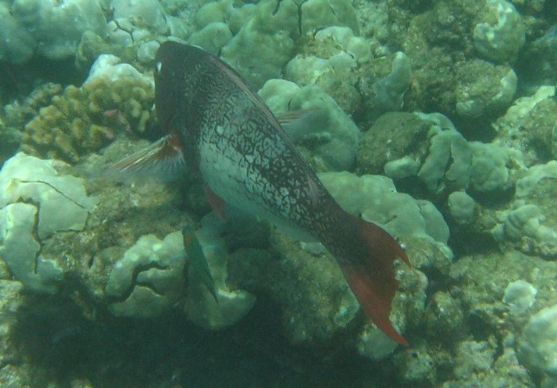 Mauna-Kea-Beach-Snorkeling-Kohala-Coast-Big-Island-Hawaii-048