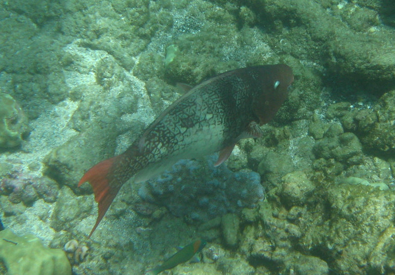 Mauna-Kea-Beach-Snorkeling-Kohala-Coast-Big-Island-Hawaii-049