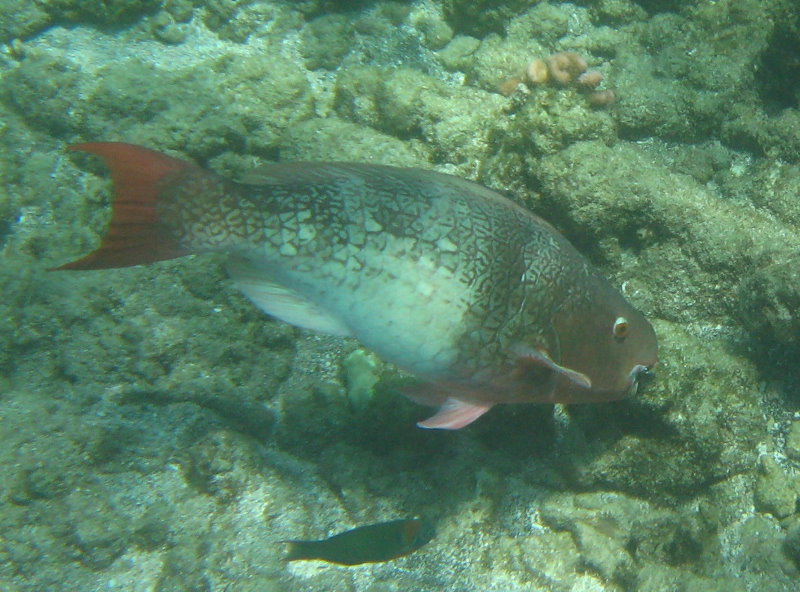 Mauna-Kea-Beach-Snorkeling-Kohala-Coast-Big-Island-Hawaii-050