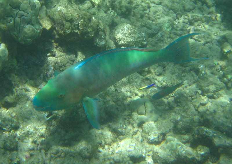 Mauna-Kea-Beach-Snorkeling-Kohala-Coast-Big-Island-Hawaii-051