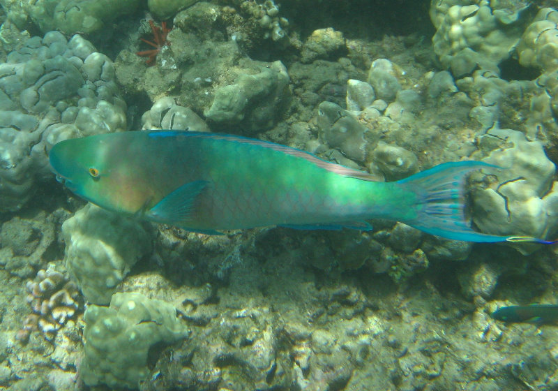 Mauna-Kea-Beach-Snorkeling-Kohala-Coast-Big-Island-Hawaii-052