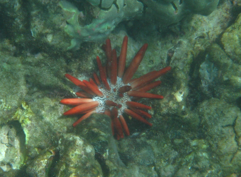 Mauna-Kea-Beach-Snorkeling-Kohala-Coast-Big-Island-Hawaii-053