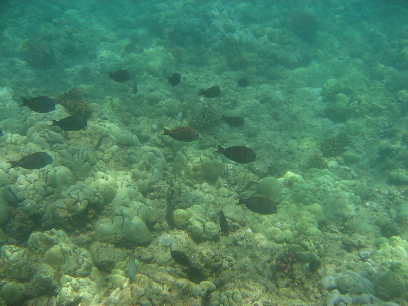 Mauna-Kea-Beach-Snorkeling-Kohala-Coast-Big-Island-Hawaii-054