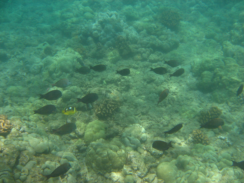 Mauna-Kea-Beach-Snorkeling-Kohala-Coast-Big-Island-Hawaii-055