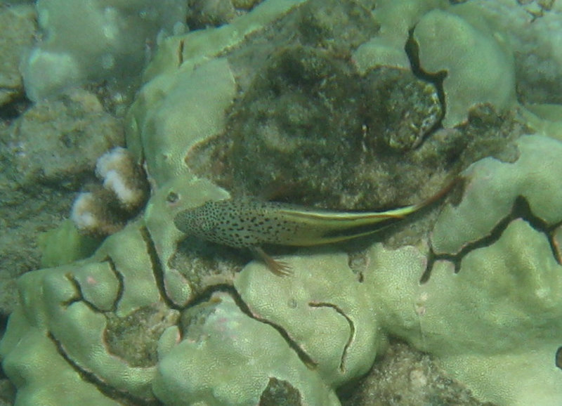 Mauna-Kea-Beach-Snorkeling-Kohala-Coast-Big-Island-Hawaii-056
