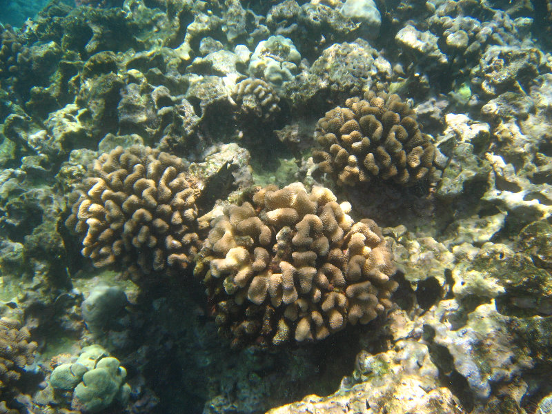 Mauna-Kea-Beach-Snorkeling-Kohala-Coast-Big-Island-Hawaii-057