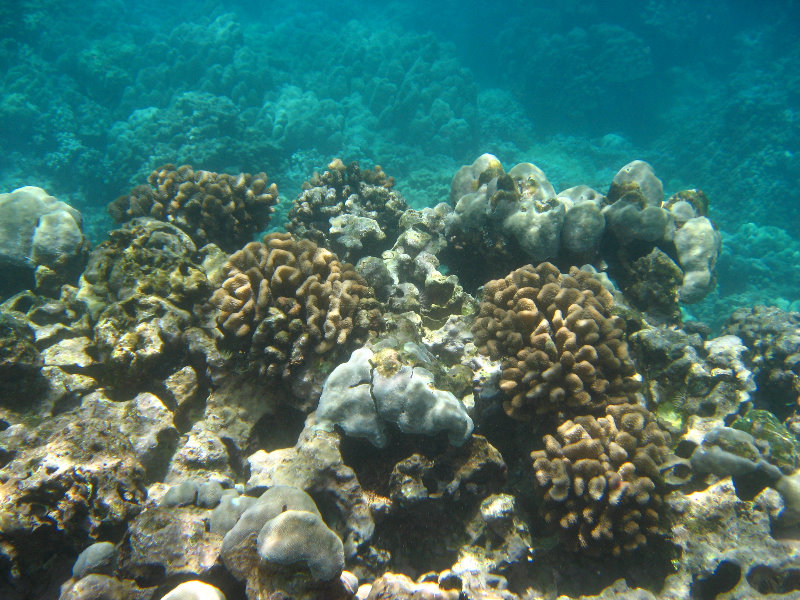 Mauna-Kea-Beach-Snorkeling-Kohala-Coast-Big-Island-Hawaii-058
