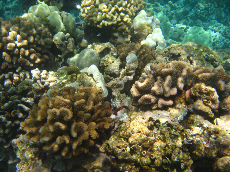 Mauna-Kea-Beach-Snorkeling-Kohala-Coast-Big-Island-Hawaii-059