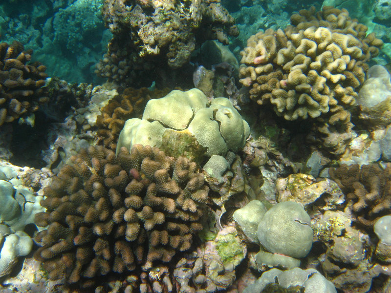 Mauna-Kea-Beach-Snorkeling-Kohala-Coast-Big-Island-Hawaii-060