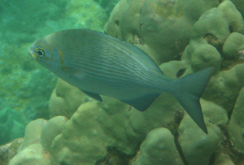 Mauna-Kea-Beach-Snorkeling-Kohala-Coast-Big-Island-Hawaii-061