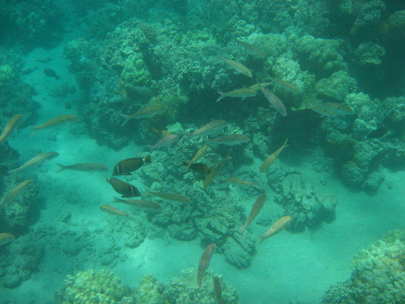 Mauna-Kea-Beach-Snorkeling-Kohala-Coast-Big-Island-Hawaii-062