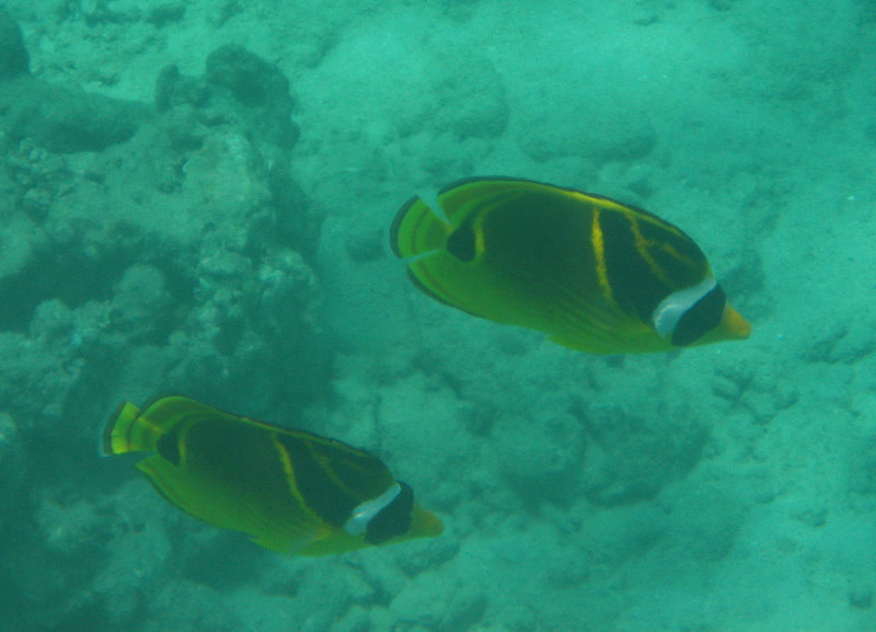 Mauna-Kea-Beach-Snorkeling-Kohala-Coast-Big-Island-Hawaii-063