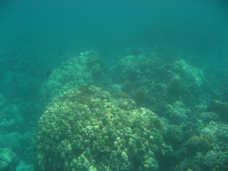 Mauna-Kea-Beach-Snorkeling-Kohala-Coast-Big-Island-Hawaii-064