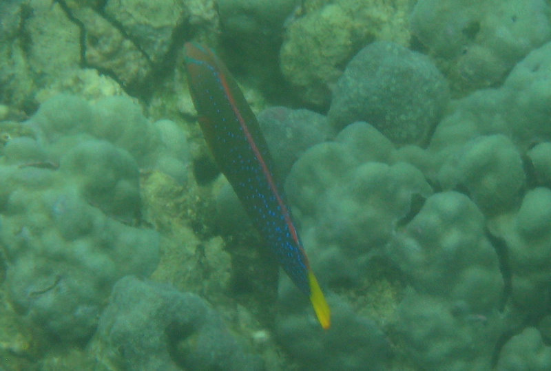 Mauna-Kea-Beach-Snorkeling-Kohala-Coast-Big-Island-Hawaii-065