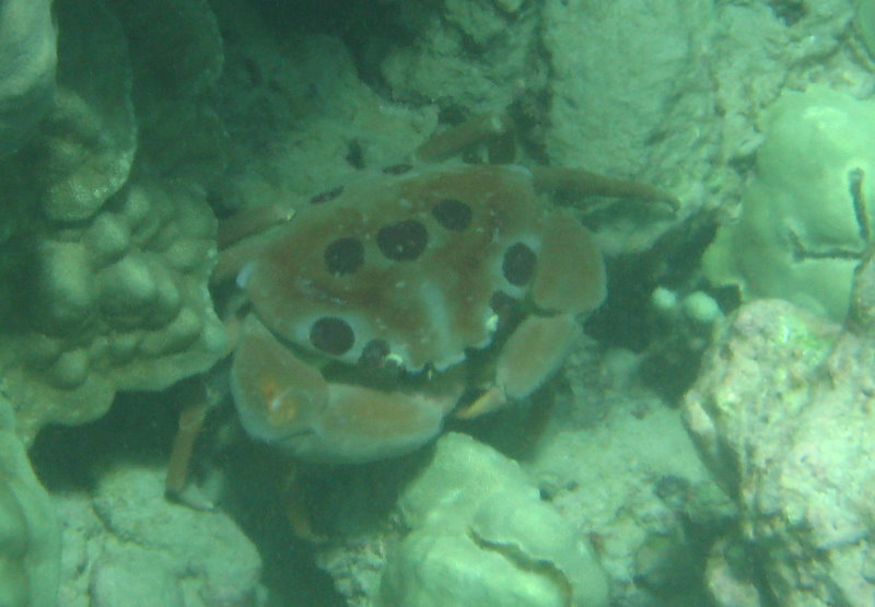 Mauna-Kea-Beach-Snorkeling-Kohala-Coast-Big-Island-Hawaii-066