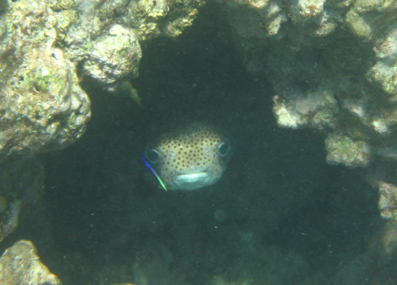 Mauna-Kea-Beach-Snorkeling-Kohala-Coast-Big-Island-Hawaii-067