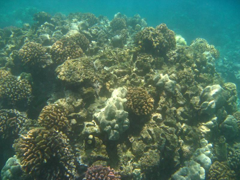 Mauna-Kea-Beach-Snorkeling-Kohala-Coast-Big-Island-Hawaii-068