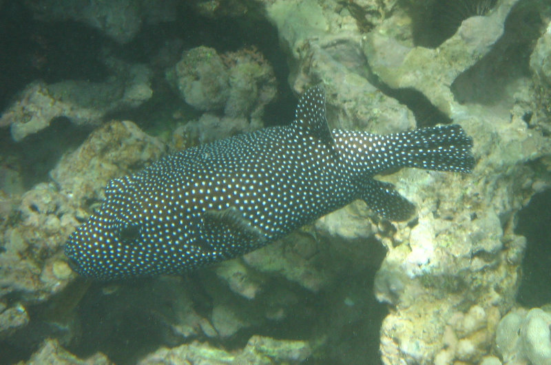 Mauna-Kea-Beach-Snorkeling-Kohala-Coast-Big-Island-Hawaii-069
