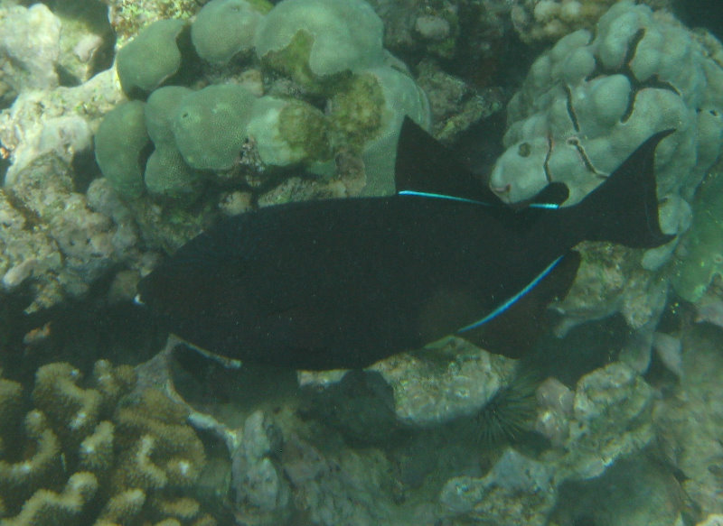 Mauna-Kea-Beach-Snorkeling-Kohala-Coast-Big-Island-Hawaii-070