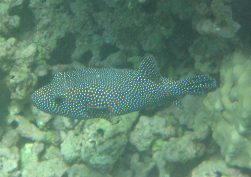 Mauna-Kea-Beach-Snorkeling-Kohala-Coast-Big-Island-Hawaii-071