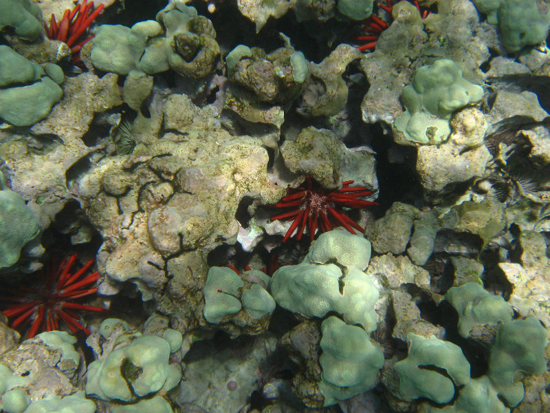 Mauna-Kea-Beach-Snorkeling-Kohala-Coast-Big-Island-Hawaii-072