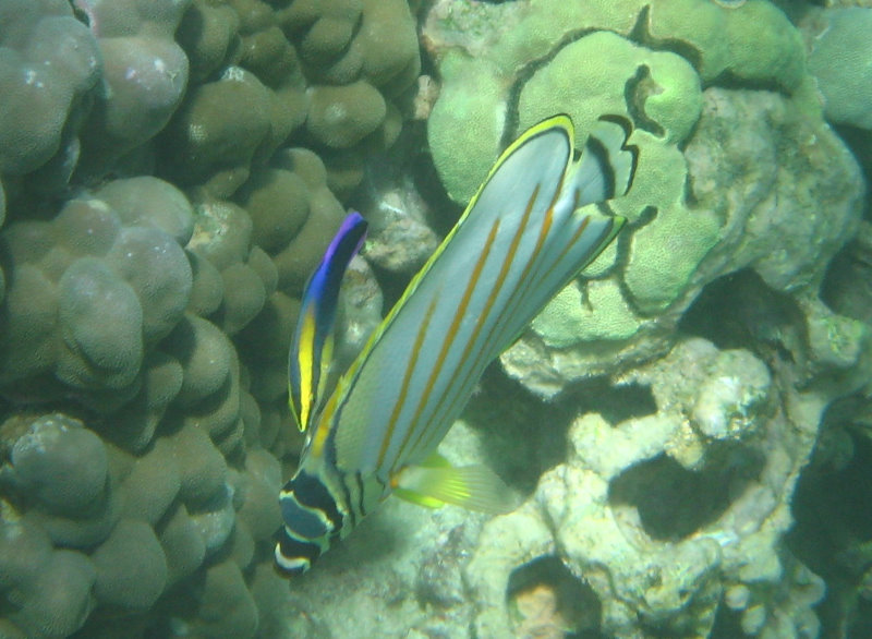 Mauna-Kea-Beach-Snorkeling-Kohala-Coast-Big-Island-Hawaii-073