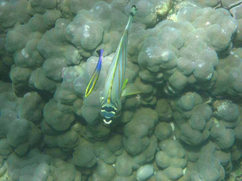 Mauna-Kea-Beach-Snorkeling-Kohala-Coast-Big-Island-Hawaii-074